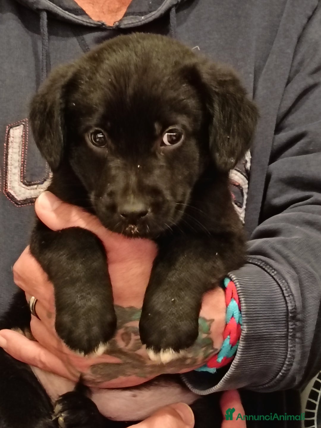 Meticcio cani in vendita: Cuccioli di Borador (Border Collie labrador) - Annuncio 3