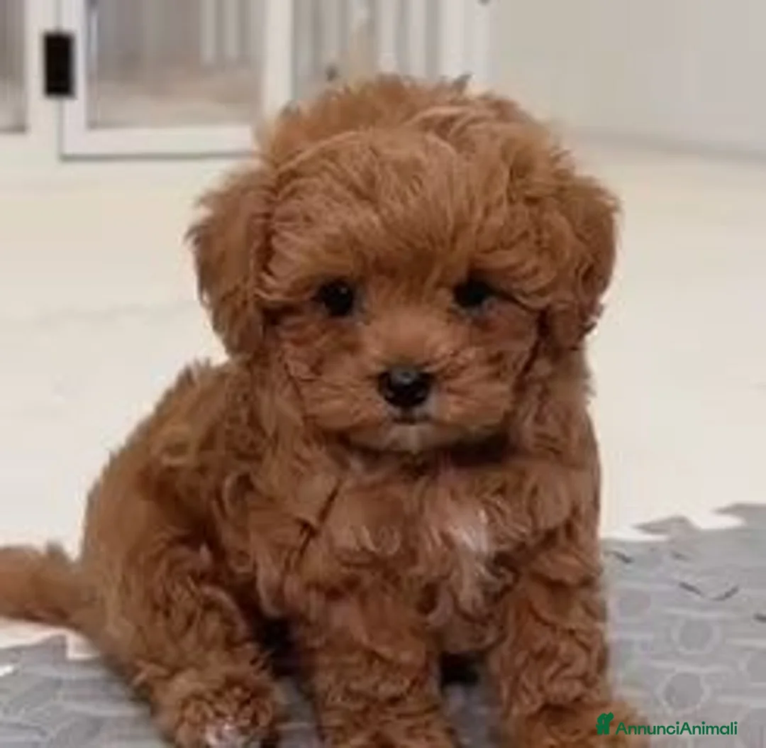 Barboncino cani in vendita: Cuccioli Barboncini red toy - Annuncio 2