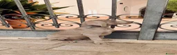 Weimaraner cani in vendita: Cuccioli di Weimaraner con Pedigree ENCI - Annuncio 12