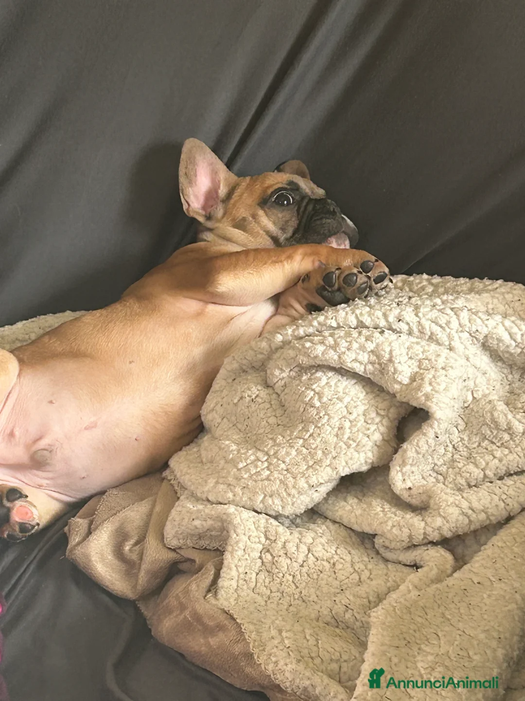 Bulldog Francese cani in vendita: Bulldog francese - Annuncio 6