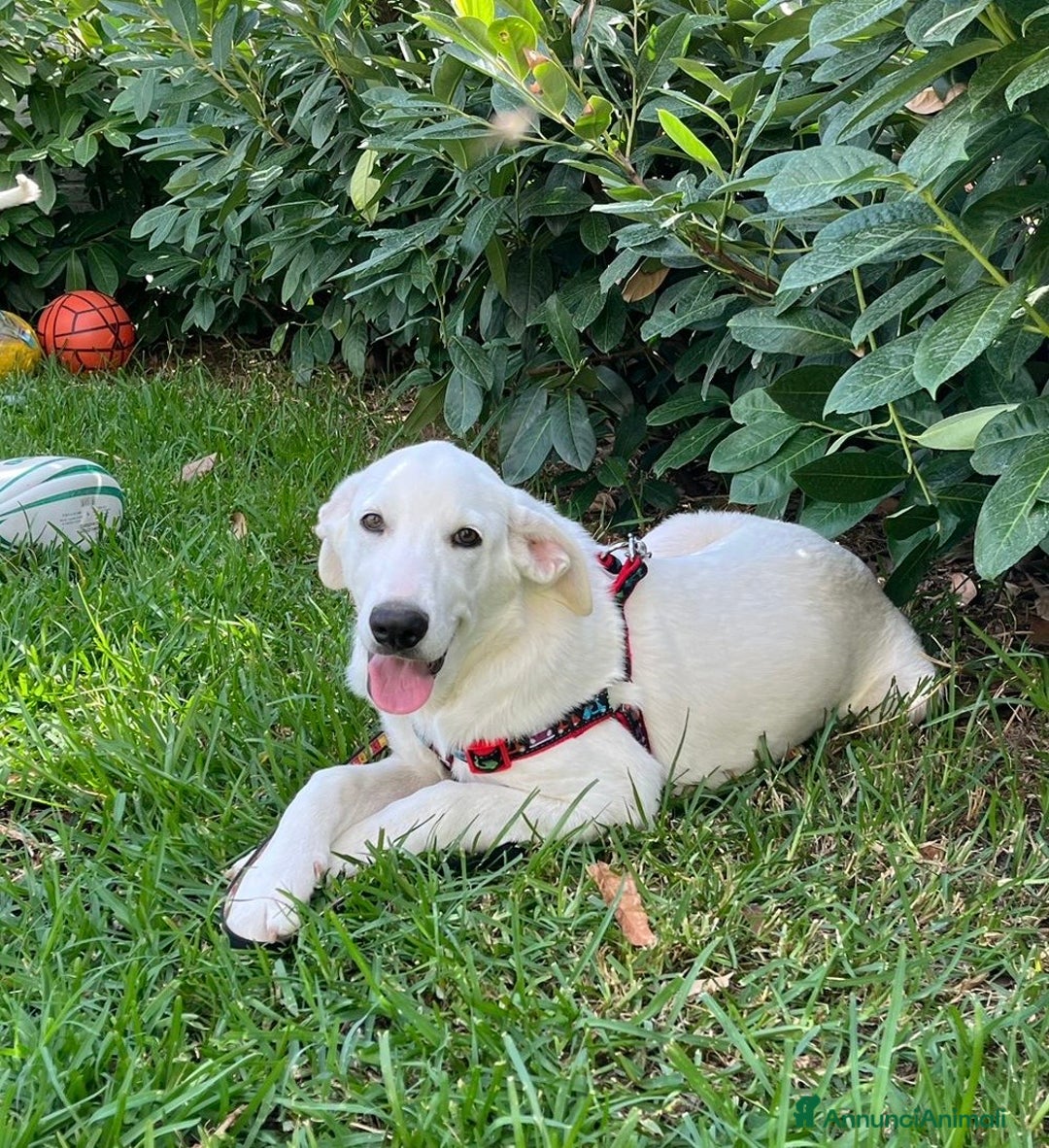 Pastore Maremmano cani in regalo: Adozione Chase dolce cucciolo 4 mesi tg med grand - Annuncio 3