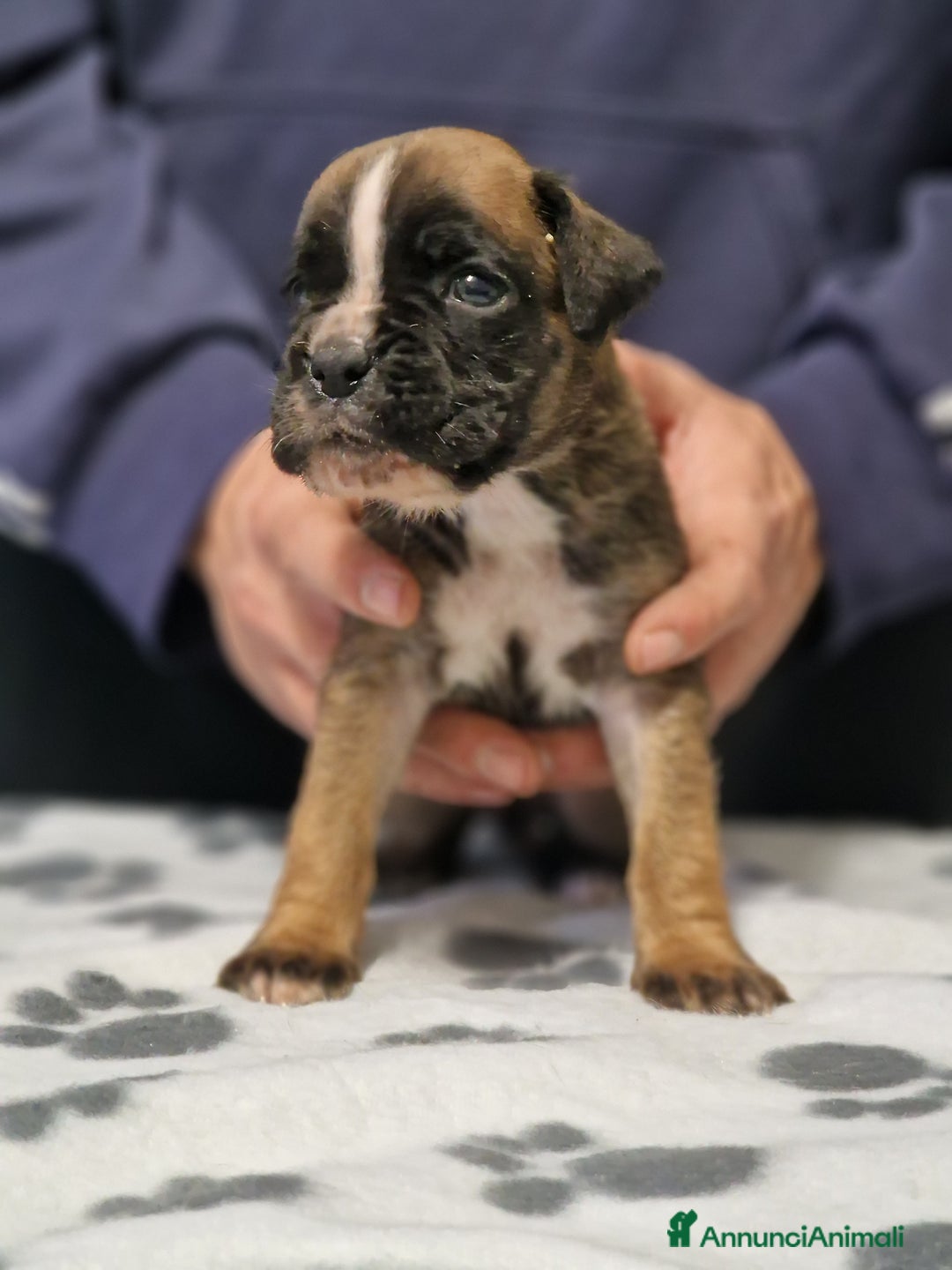 Boxer cani in vendita: Boxer cuccioli con pedigree - Annuncio 13