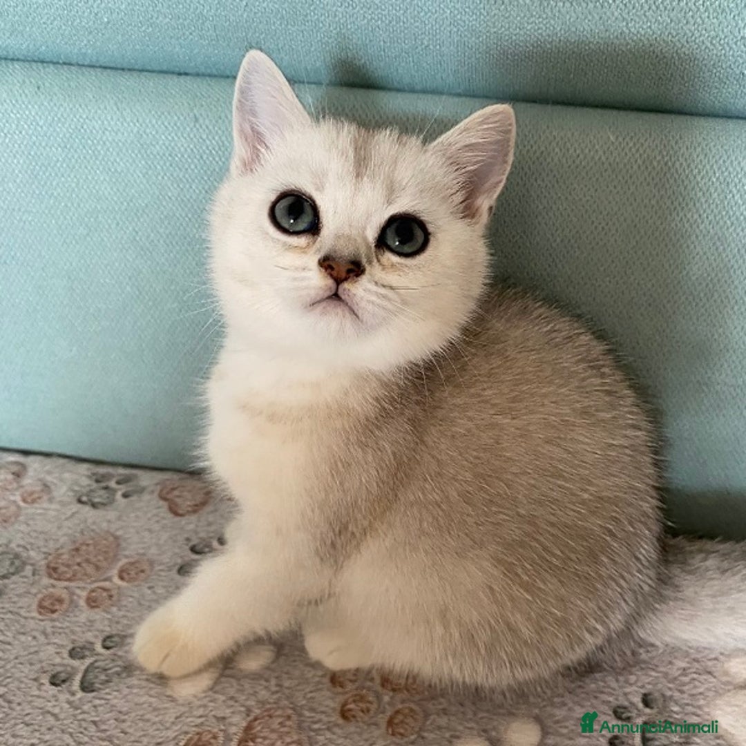 Scottish gatti in vendita: Cuccioli Scottish Fold e Straight a Villafranca di Verona - Immagine 4
