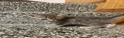Meticcio gatti in vendita: Gattino grigio  - Annuncio 5