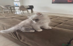Persiano gatti in vendita: Gattine persiane a Provincia di Brescia - Immagine 5