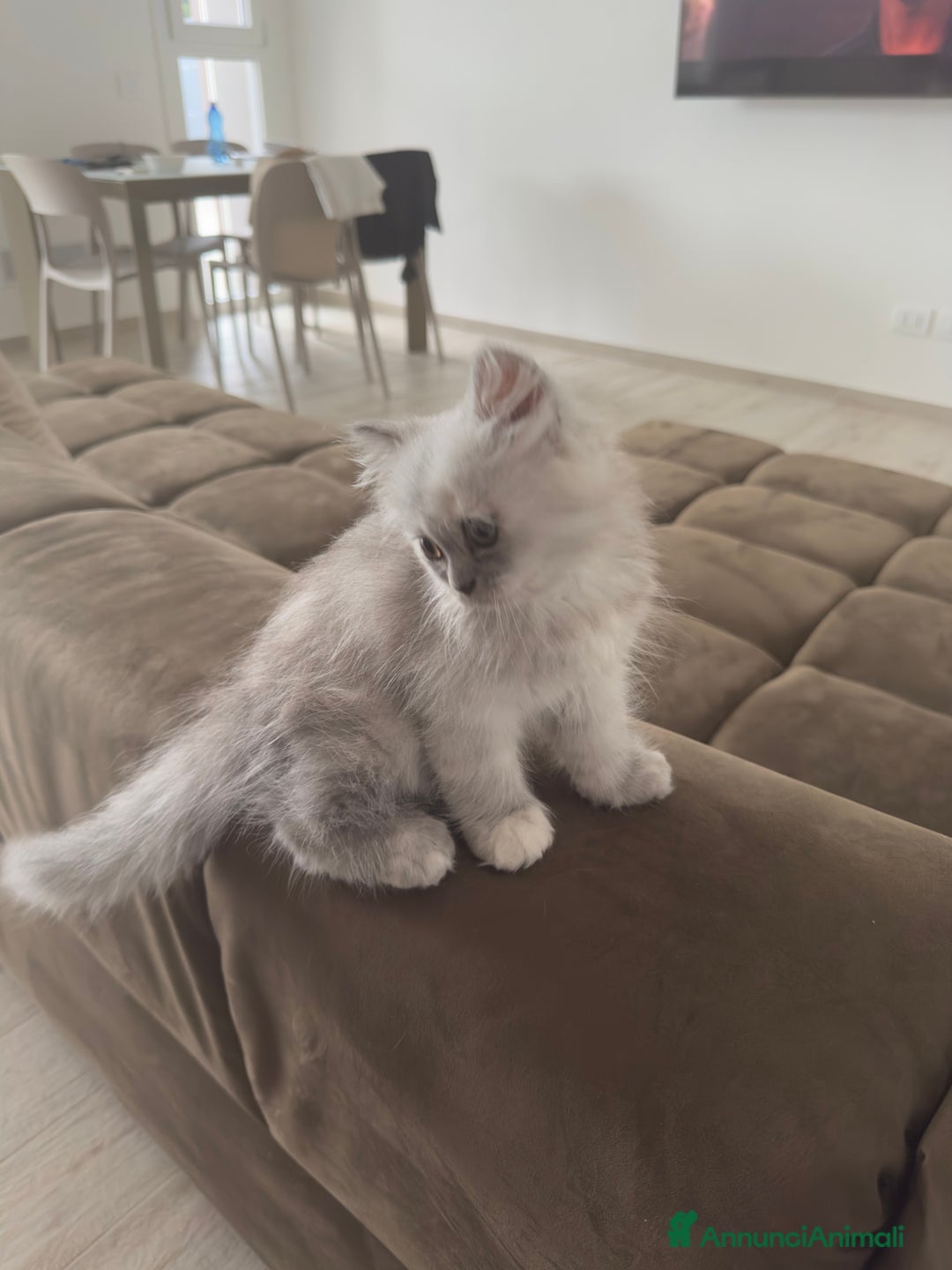 Persiano gatti in vendita: Gattine persiane a Provincia di Brescia - Immagine 5