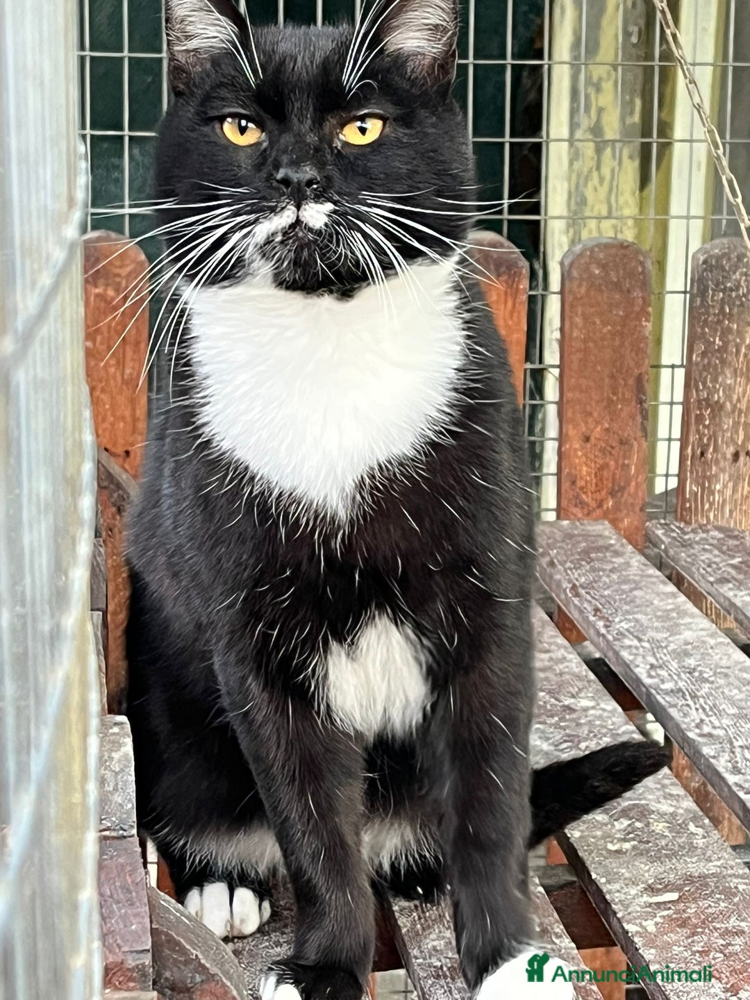 Europeo gatti in regalo: Gattino bianco e nero - Annuncio 7