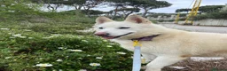 Meticcio cani in regalo: Snow, una bellissima simil pastore svizzero - Annuncio 9