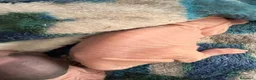 Sphynx gatti in vendita: Sphinx gatto nudo a Città Metropolitana di Torino - Annuncio 5