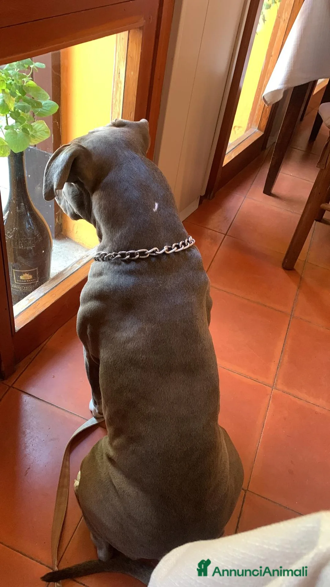 American Staffordshire cani per accoppiamento: amstaff blue per monta con pedigree a Provincia di Ferrara - Annuncio 2