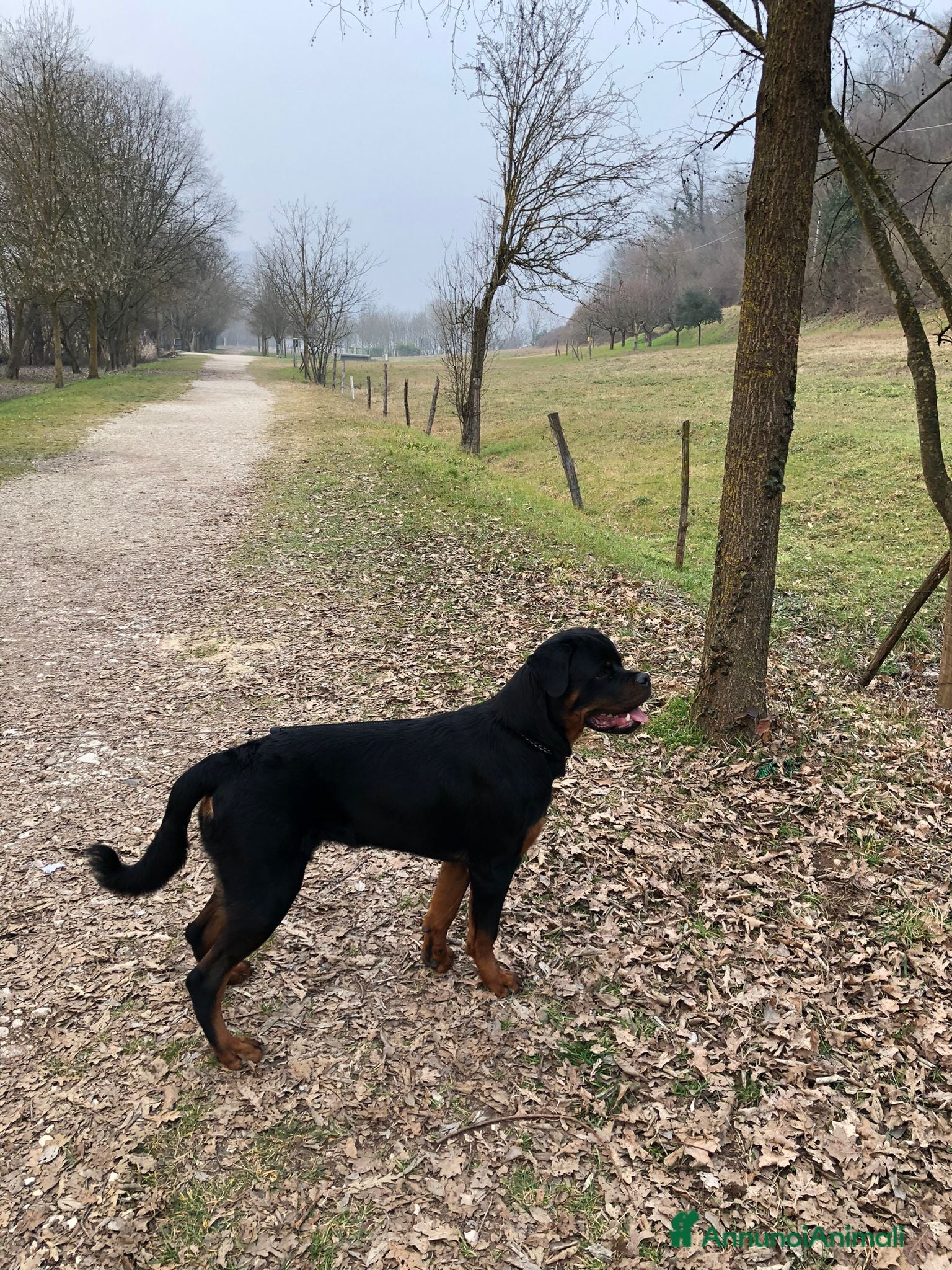 Rottweiler cani Rottwailer  - Annuncio 1