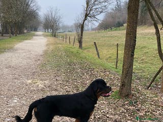 Rottweiler cani Rottwailer - Annuncio 1