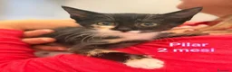 Europeo gatti in regalo: GATTINI ESCLUSI E SOLI  a Città Metropolitana di Genova - Annuncio 5