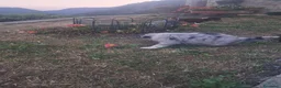Australian Shepherd cani in vendita: Cucciola  casalinga  a Provincia di Bergamo - Annuncio 10