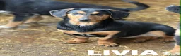 Meticcio cani in regalo: LIVIA, mix bassottina super coccolona! - Annuncio 6