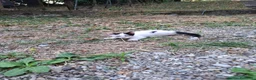 Altre razze gatti in regalo: Gattino cerca casa! a Provincia di Modena - Annuncio 2