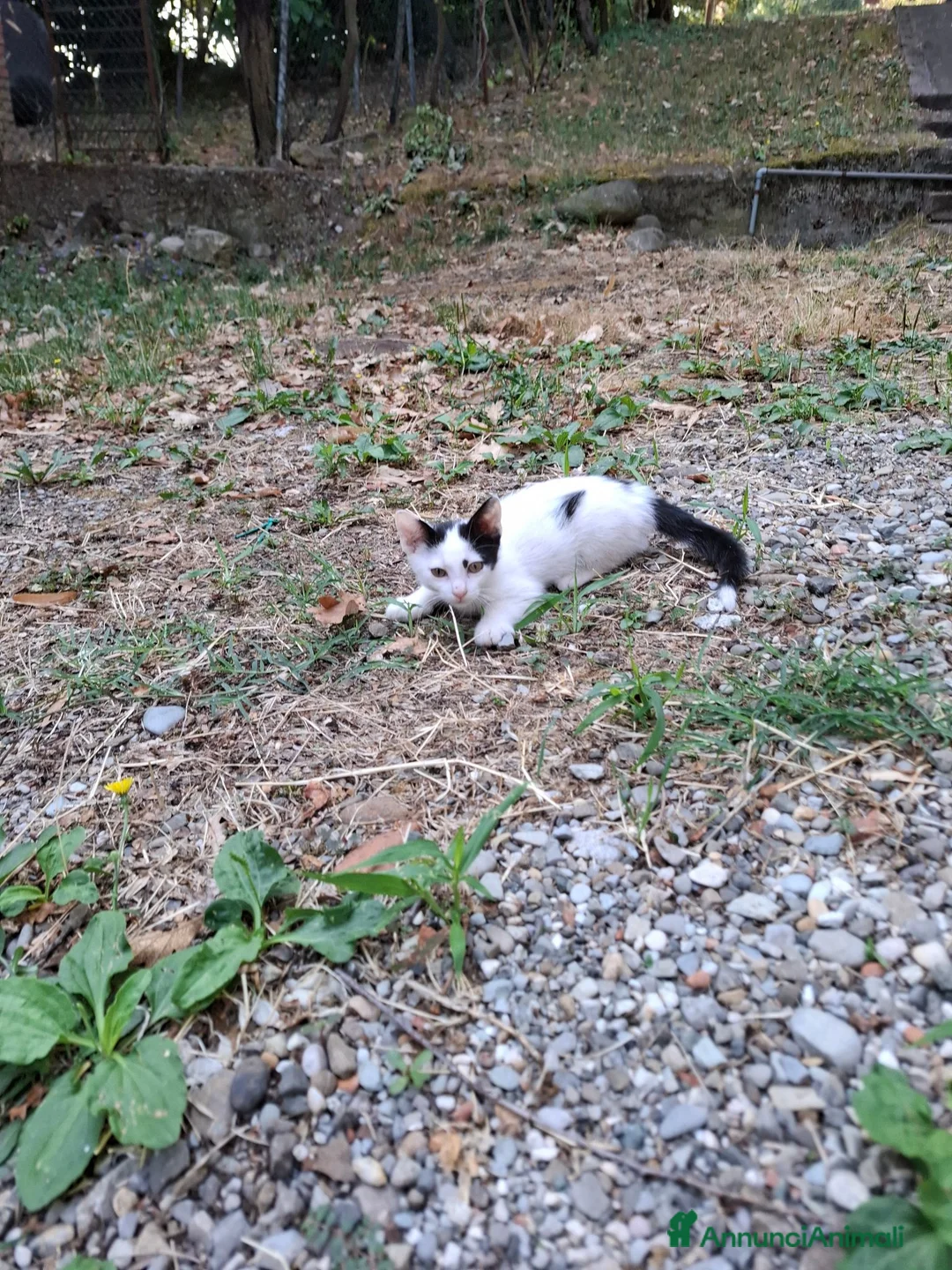 Altre razze gatti in regalo: Gattino cerca casa! a Provincia di Modena - Annuncio 2