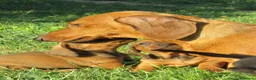 Bassotto cani in vendita: Bassotti nani a pelo corto - Annuncio 4