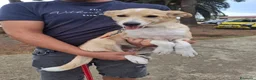 Meticcio cani in regalo: FIAMMA 🩷 DAL FUOCO, VERSO UNA NUOVA VITA 🙏🏻 a Provincia di Pavia - Annuncio 11