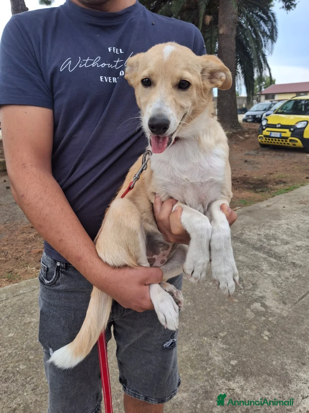 Meticcio cani in regalo: FIAMMA 🩷 DAL FUOCO, VERSO UNA NUOVA VITA 🙏🏻 a Provincia di Pavia - Annuncio 11