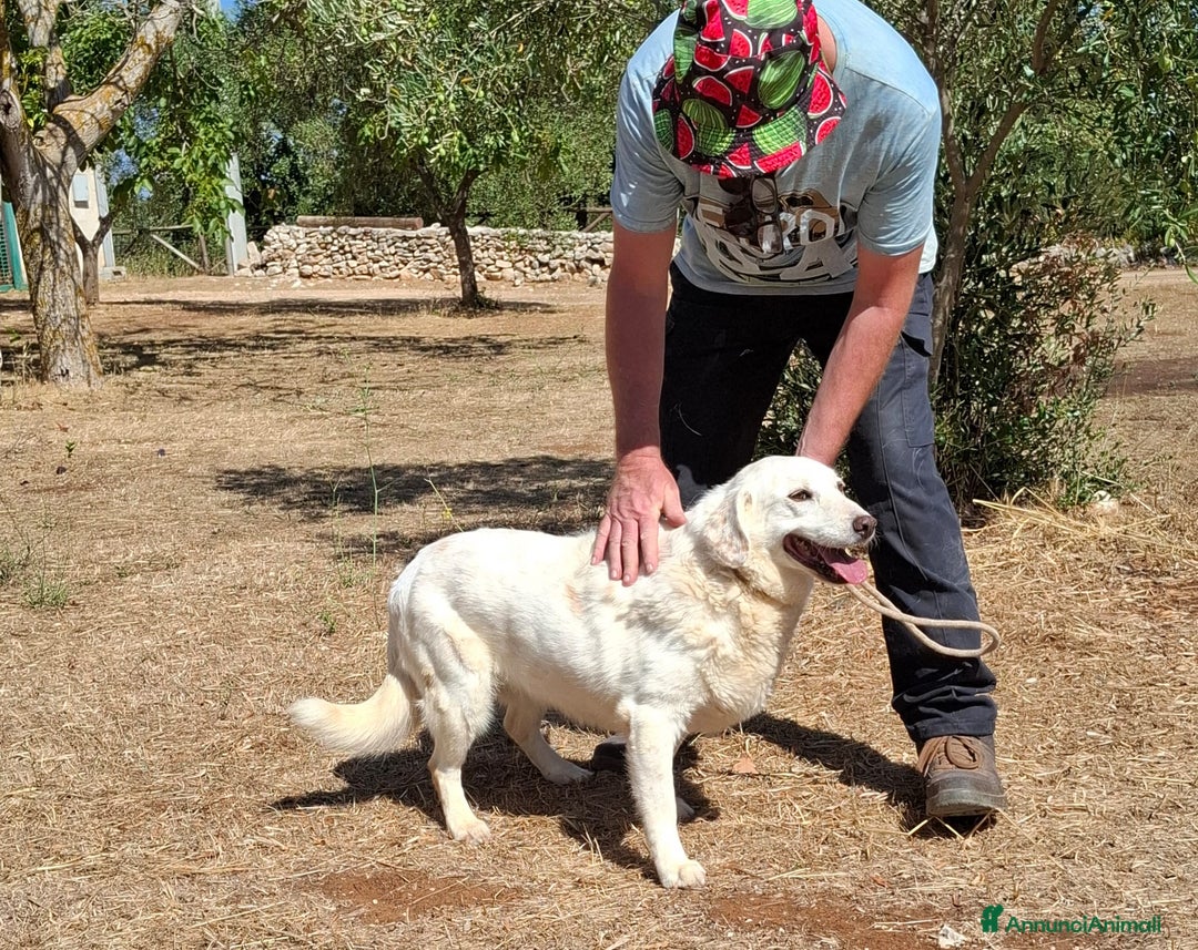 Meticcio cani in regalo: Nonna Olga Cerca Famiglia. Info Monica 3890238584 - Annuncio 16