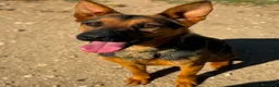Meticcio cani in regalo: Pepita favolosa pastorina dal pelo splendente  a Città metropolitana di Milano - Annuncio 5