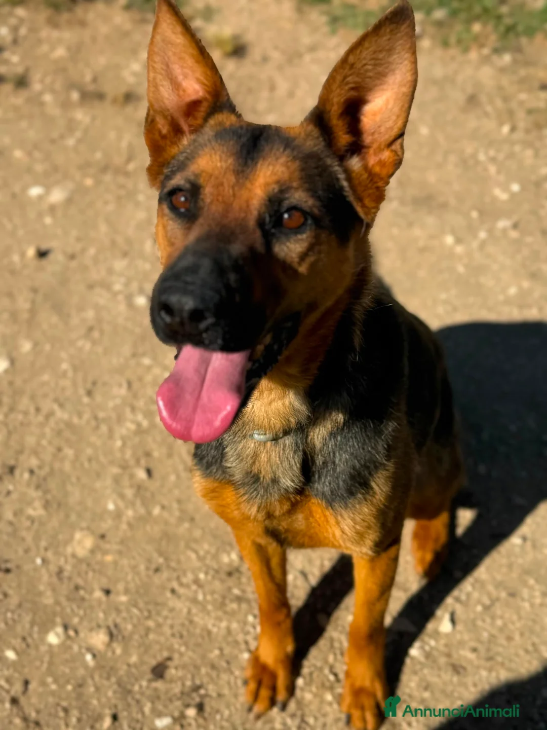 Meticcio cani in regalo: Pepita favolosa pastorina dal pelo splendente  a Città metropolitana di Milano - Annuncio 5