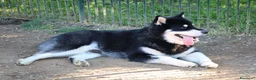 Alaskan Malamute cani per accoppiamento: Alaskan malamute a Provincia di Livorno - Annuncio 17