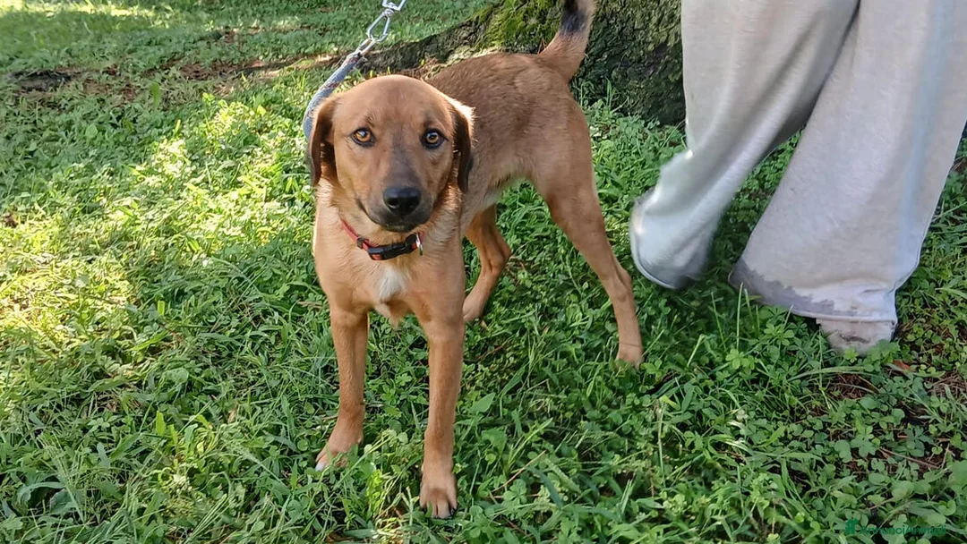 Meticcio cani in regalo: ERNESTO ASPETTA LA SUA MAMMA E IL SUO PAPA' - Annuncio 2