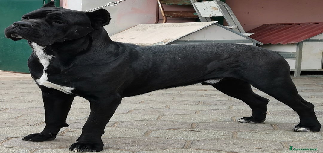 Immagine della galleria {{count}}