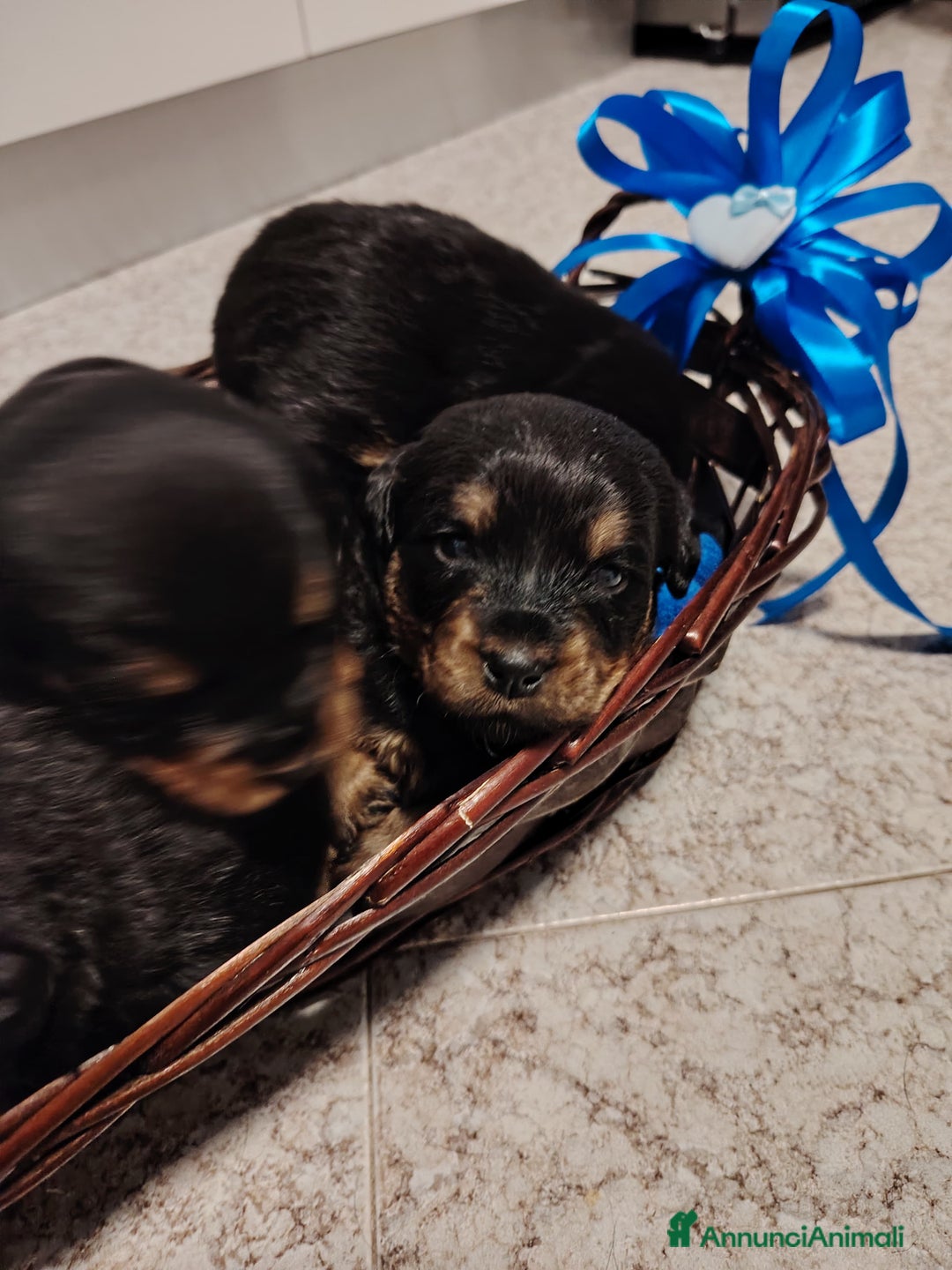 Meticcio cani in vendita: 🐶Cuccioli Rottweiler meticci - Annuncio 3