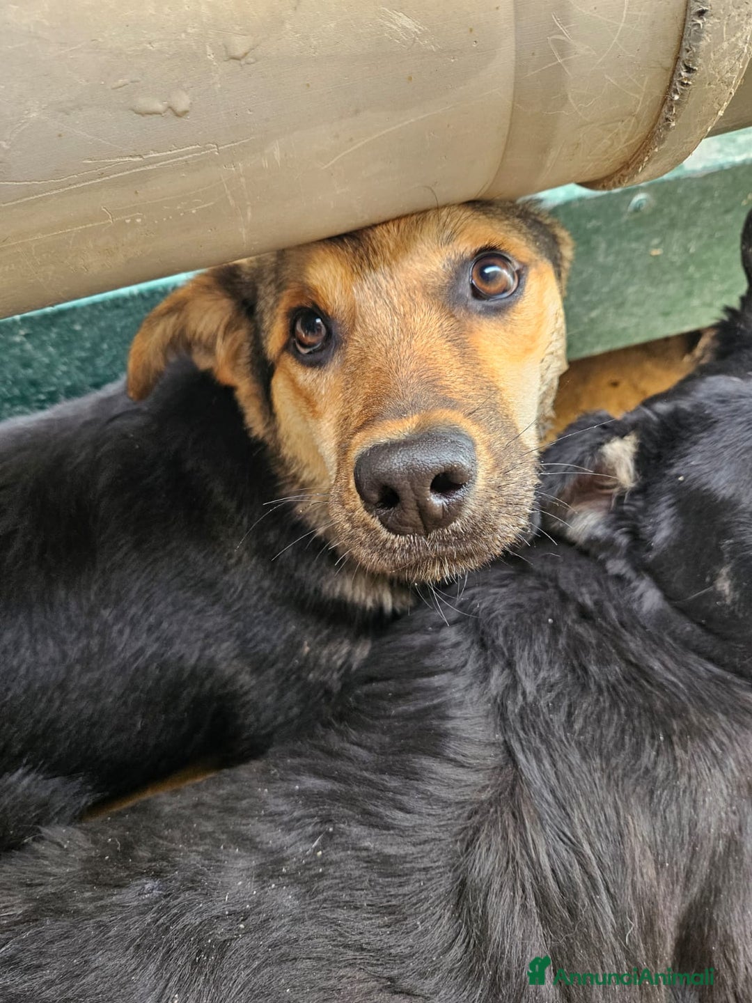 Meticcio cani in regalo: Andrea: 1anno taglia contenuta timido dolce  a Città Metropolitana di Genova - Immagine 3