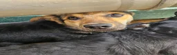 Meticcio cani in regalo: Andrea: 2 anni, timido e dolce - Annuncio 5
