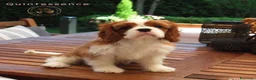 Cavalier King cani in vendita: Bellissima cucciola di Cavalier King - Annuncio 2