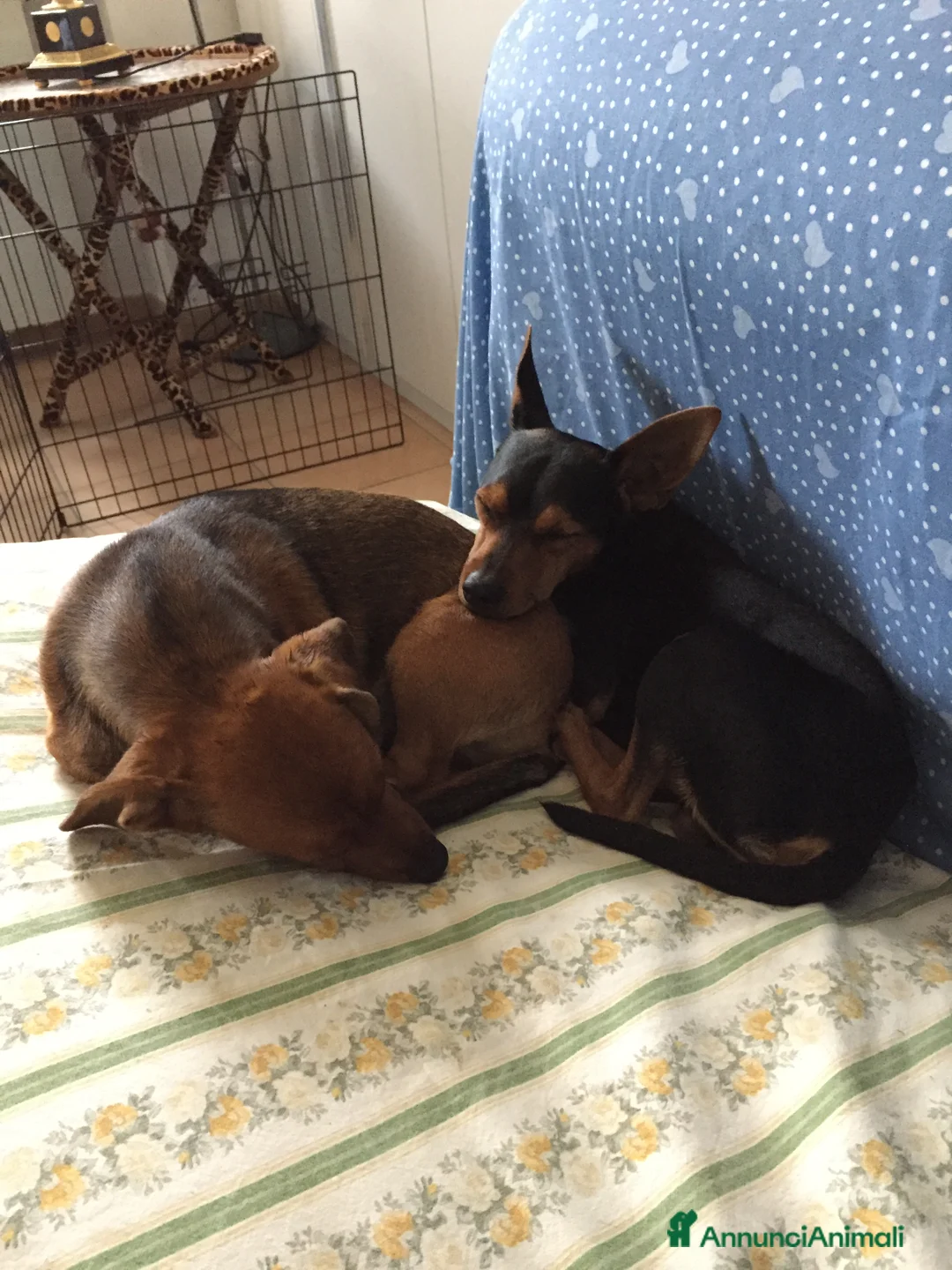 Pinscher Miniatura cani in regalo: Regalo cani  - Annuncio 2