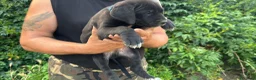 Cane Corso cani in vendita: Cuccioli di Cane Corso manto nero - Annuncio 17