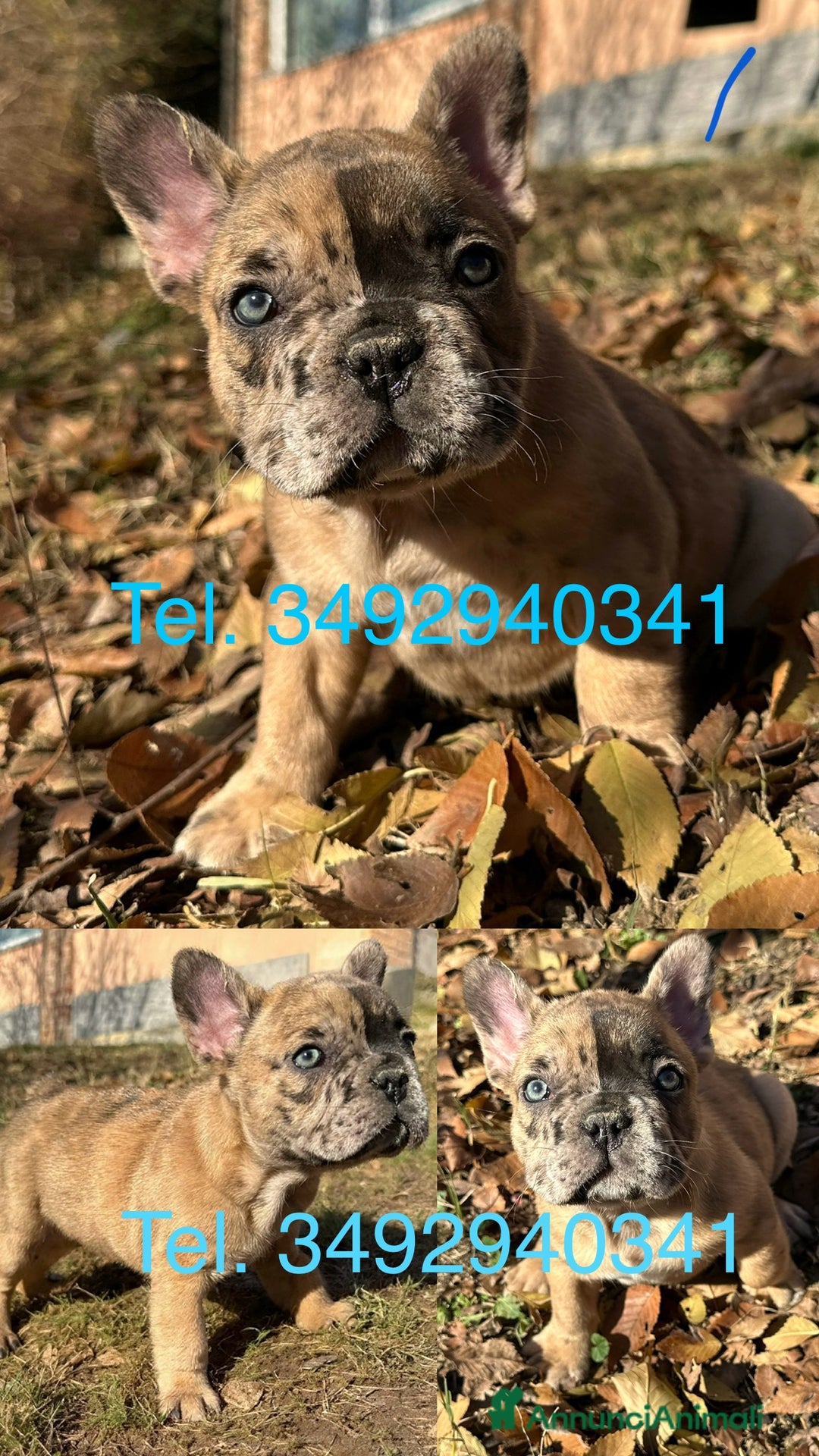 Bulldog Francese cani in vendita: Cuccioli di Bulldog Francese  - Annuncio 3