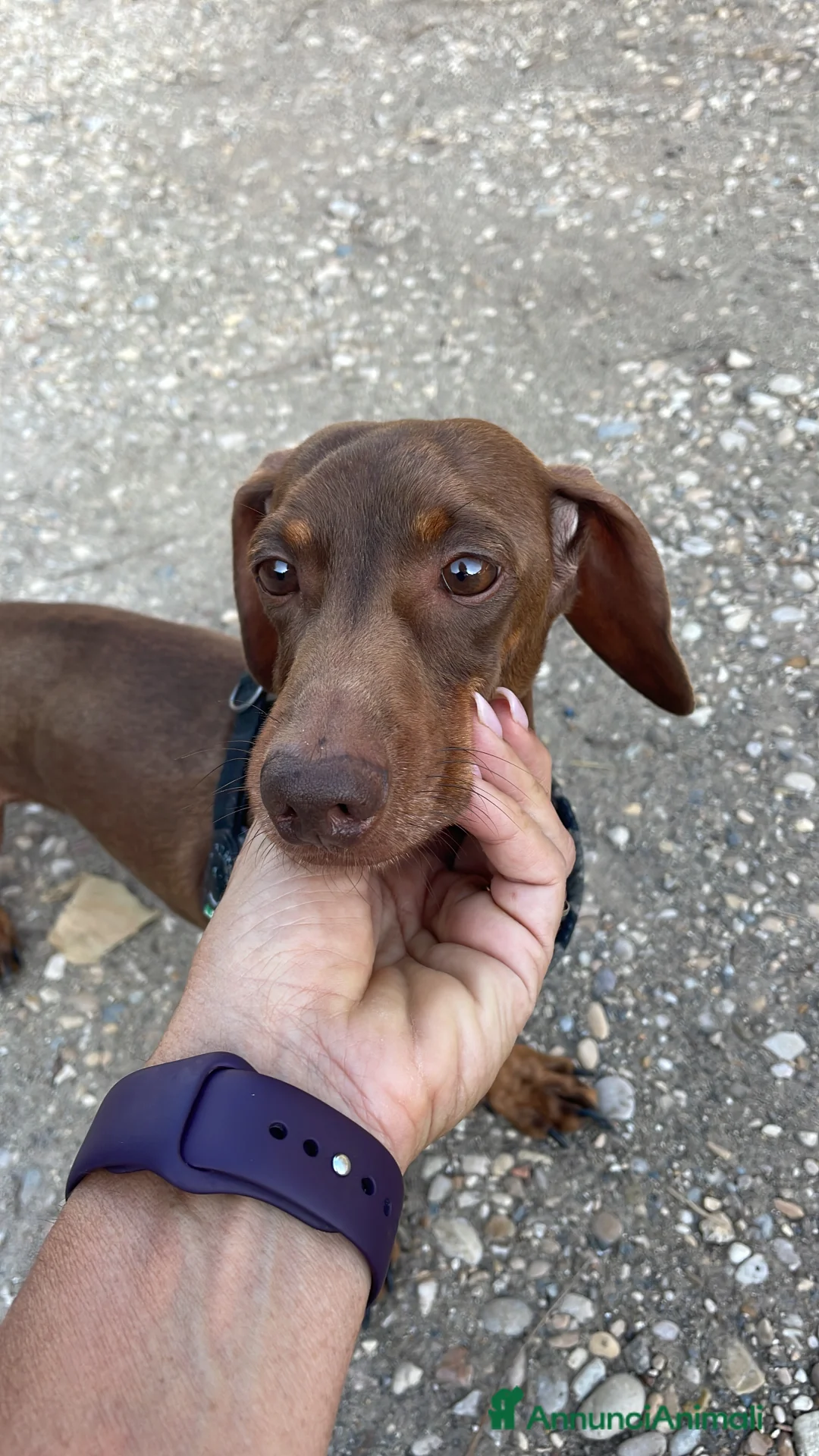 Bassotto cani per accoppiamento: Accoppiamento  - Annuncio 2