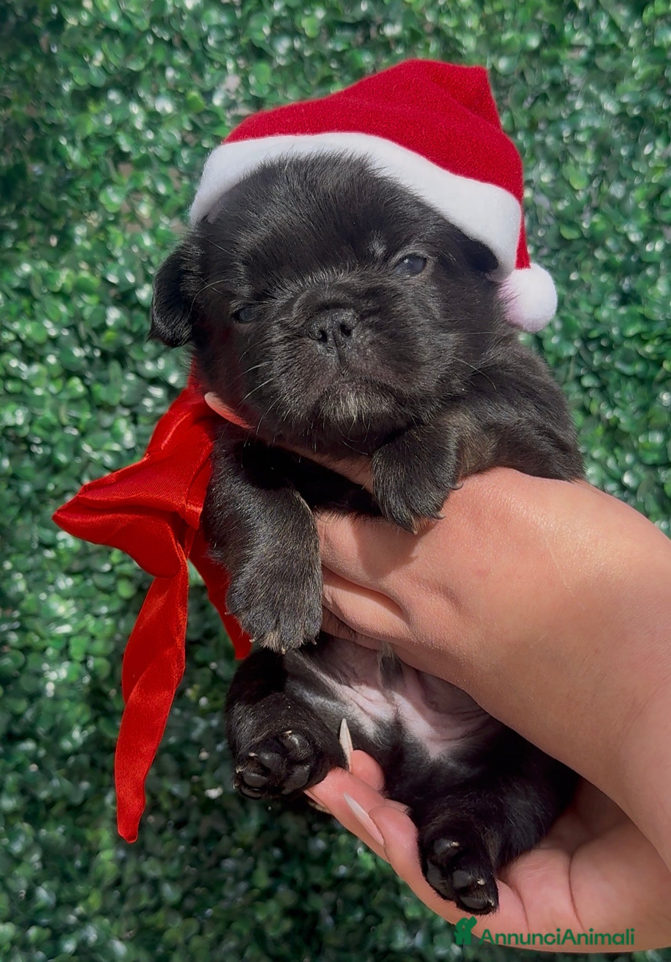 Bulldog Francese cani Bulldog francese (Big rope) - Annuncio 1