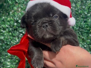 Bulldog Francese cani Bulldog francese (Big rope) - Annuncio 4