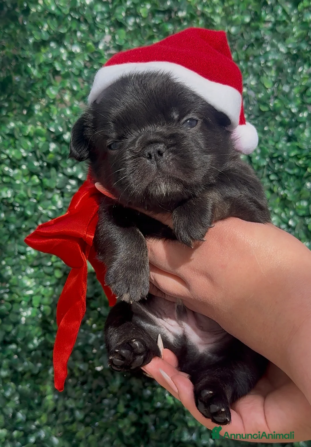 Bulldog Francese cani in vendita: Bulldog francese (fluffy, carrierfluffy, bigrope)  - Annuncio 4