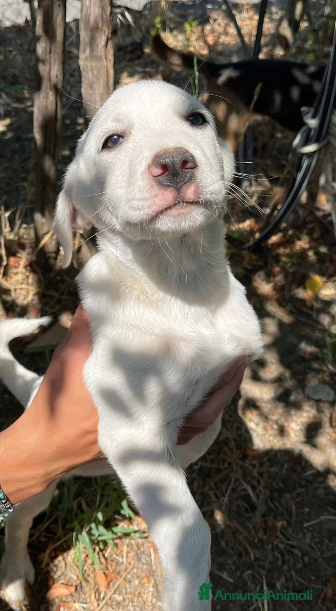 Meticcio cani in regalo: Rocky chiuso in un box a soli 2 mesi - Annuncio 3