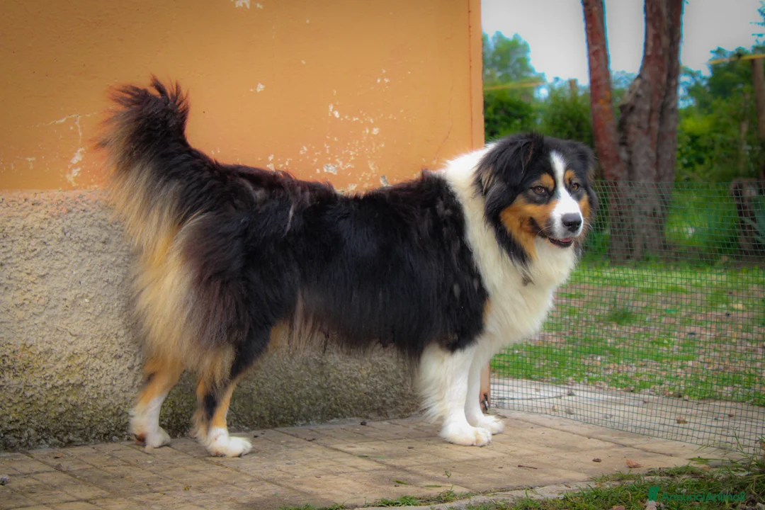 Immagine della galleria {{count}}