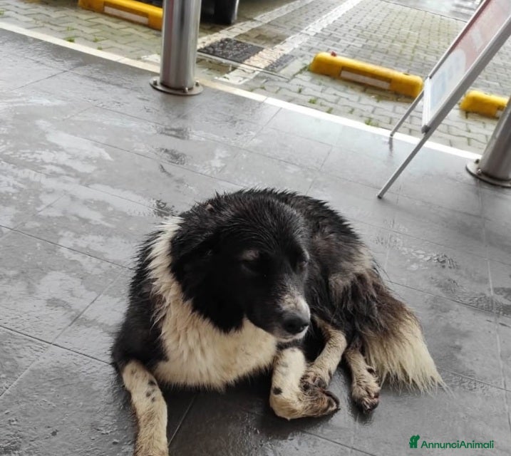 Meticcio cani Povera randagia 2anni sotto la pioggia..che pena! a Città metropolitana di Milano - Annuncio 39