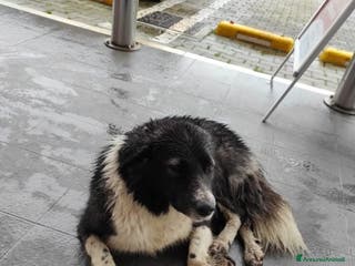 Meticcio cani Povera randagia 2anni sotto la pioggia..che pena! a Città metropolitana di Milano - Annuncio 39