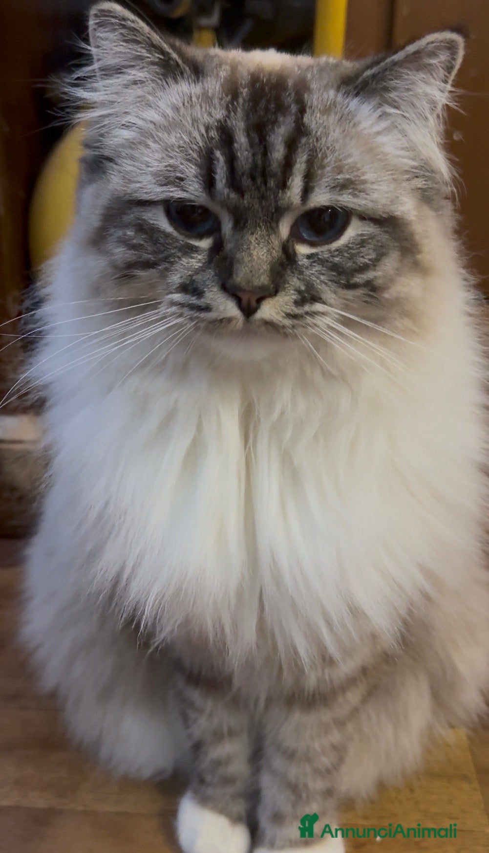 Ragdoll gatti Ragdol - Annuncio 4