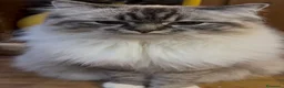 Ragdoll gatti in vendita: Ragdol - Annuncio 1