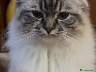 Ragdoll gatti Ragdol - Annuncio 3