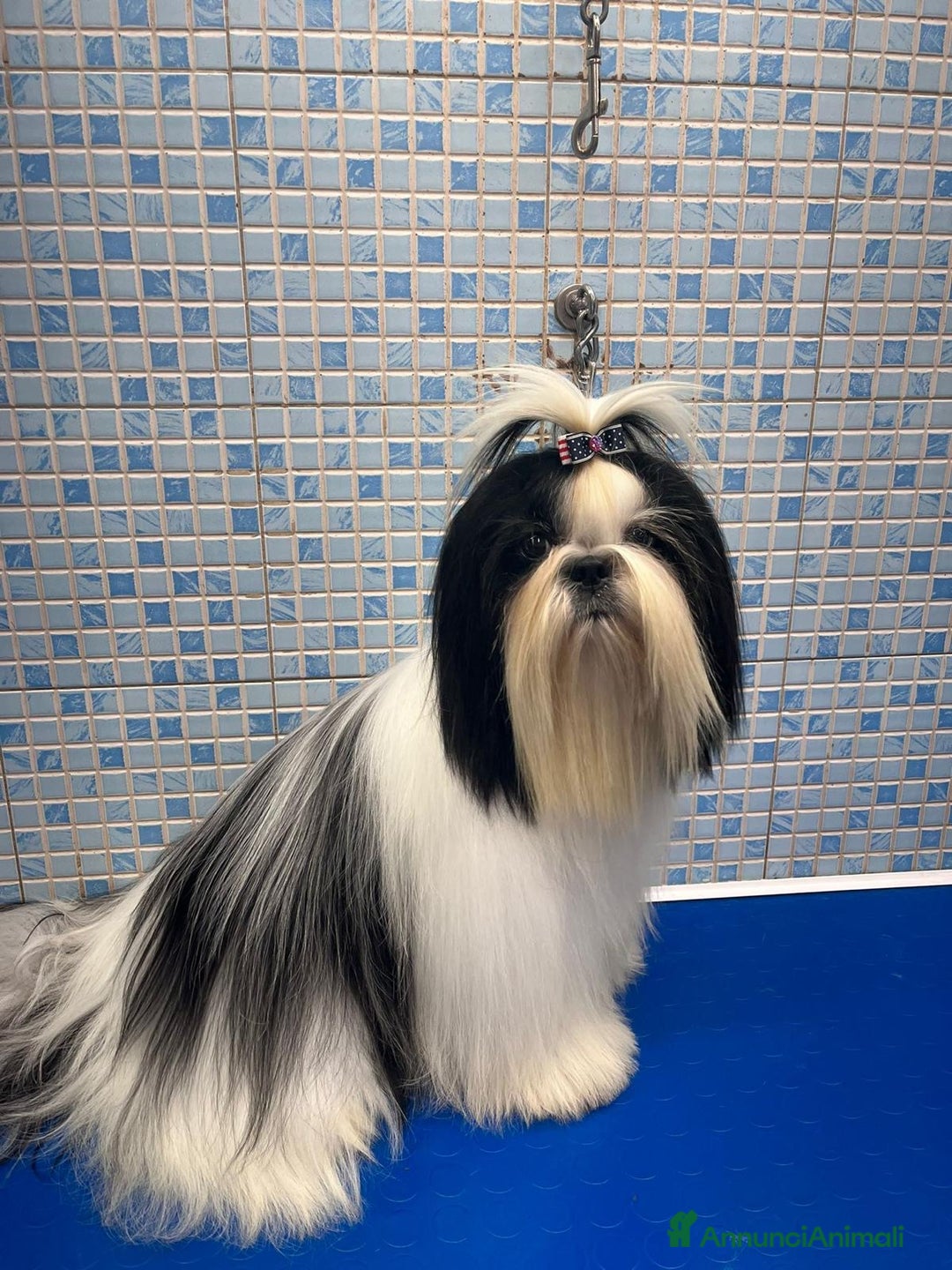 Shih Tzu cani per accoppiamento: Shihtzu maschio con pedigree per accoppiamento  - Annuncio 1