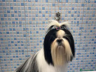 Shih Tzu cani per accoppiamento: Shihtzu maschio con pedigree per accoppiamento - Annuncio 2